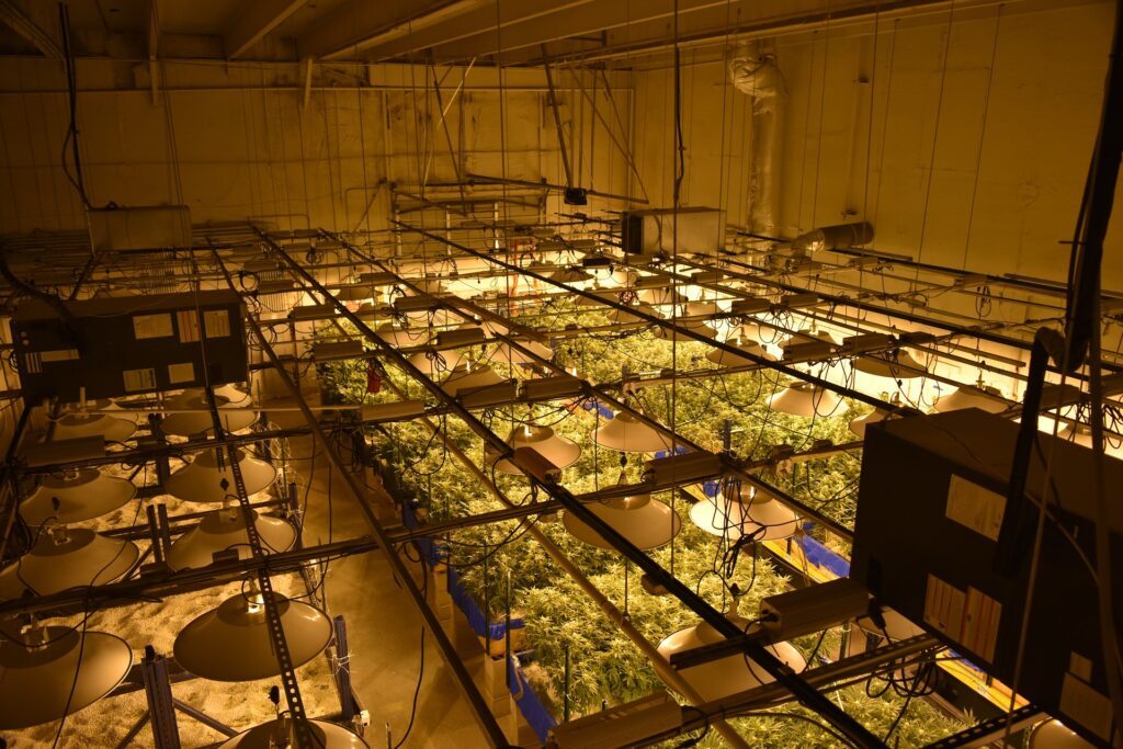 Cannabis Cultivation