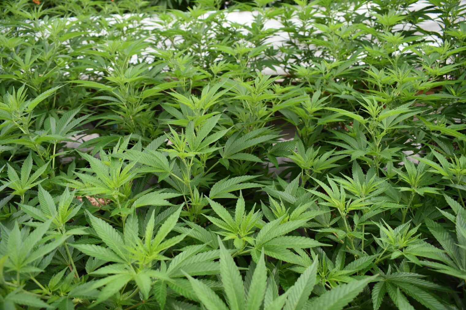 Cannabis Farming Practices