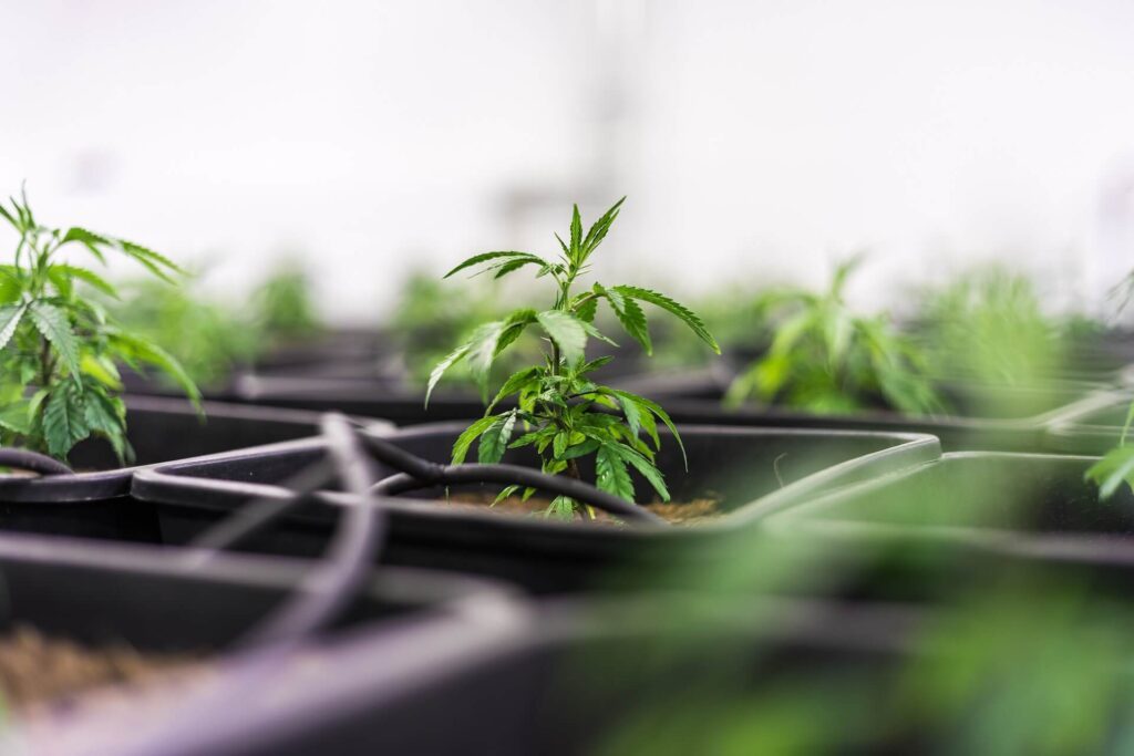 Effective Cannabis Farming Practices