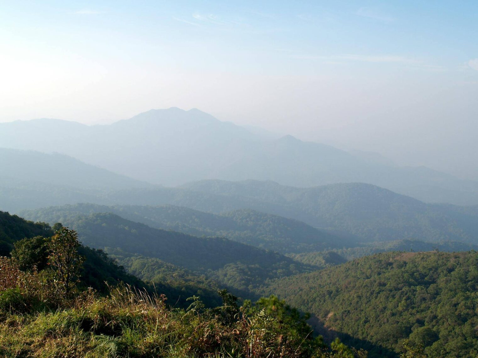 Organic Cannabis in Chiang Mai