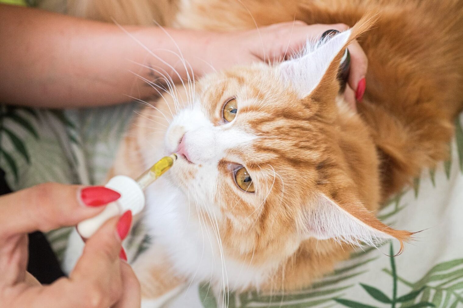 CBD for Pets in 2024