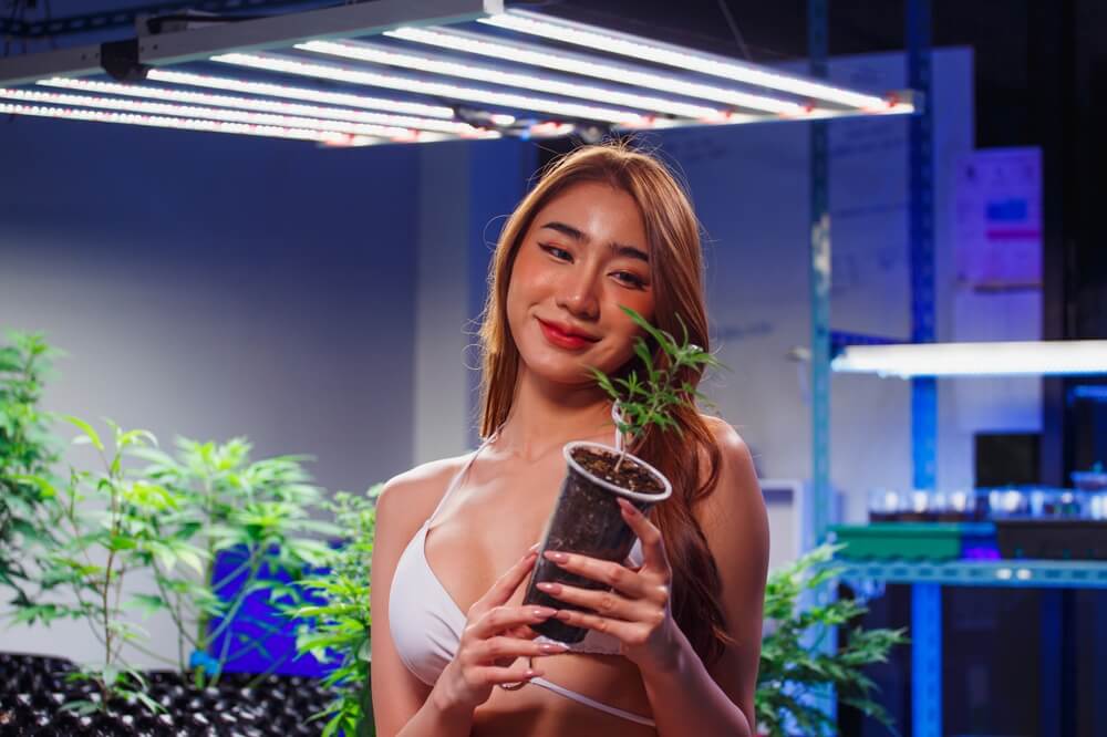 Buy Legal Cannabis In Thailand in 2025 now