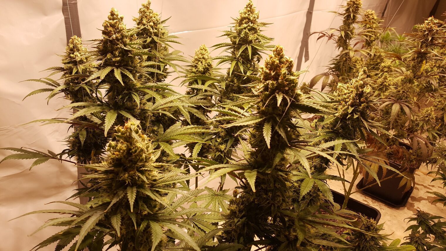 Cannabis Cultivation 2024